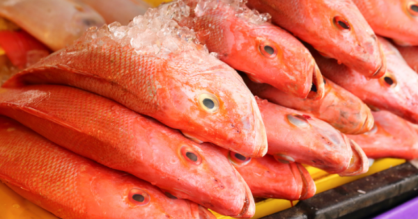 Pastikan kakap merah yang mau diolah dalam kondisi segar ya. (Redsnapperfish)