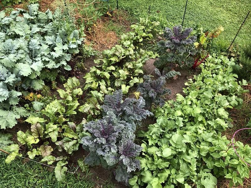 Berkebun organik semakin menarik untuk dilakukan. (Flickr/

woodleywonderworks)