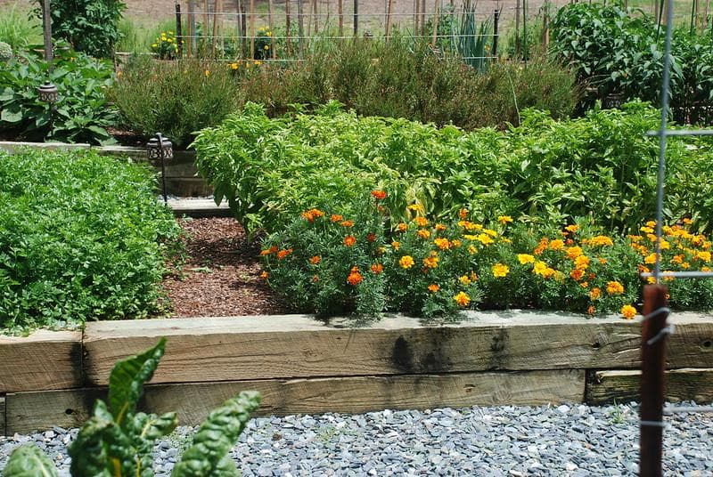 Berkebun organik harus memperhatikan keseimbangan alam. (Flickr/NC State Extension Garde)