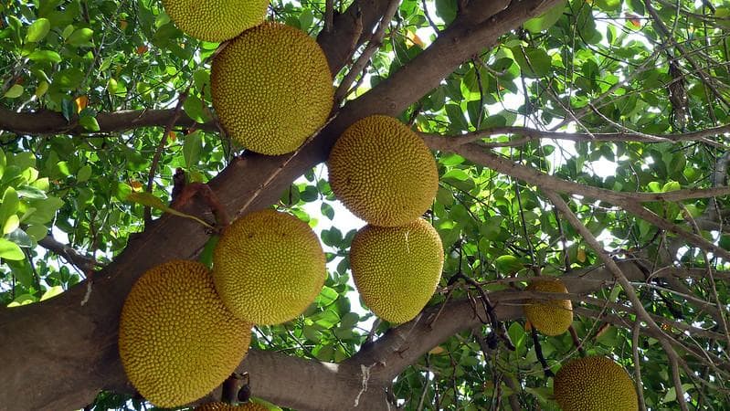 Warga Sri Lanka mulai menanam nangka pada masa penjajahan Inggris. (Flickr/

Rob Young)