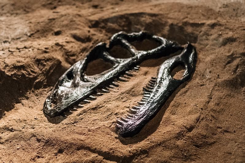Fosil dinosaurus nggak pernah ditemukan di Indonesia. (Flickr/

Ivan Radic)