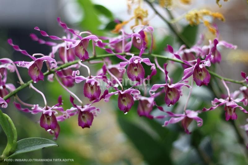 Anggrek Dendrobium bewarna ungu ini harganya sampai jutaan rupiah. loh.<br>