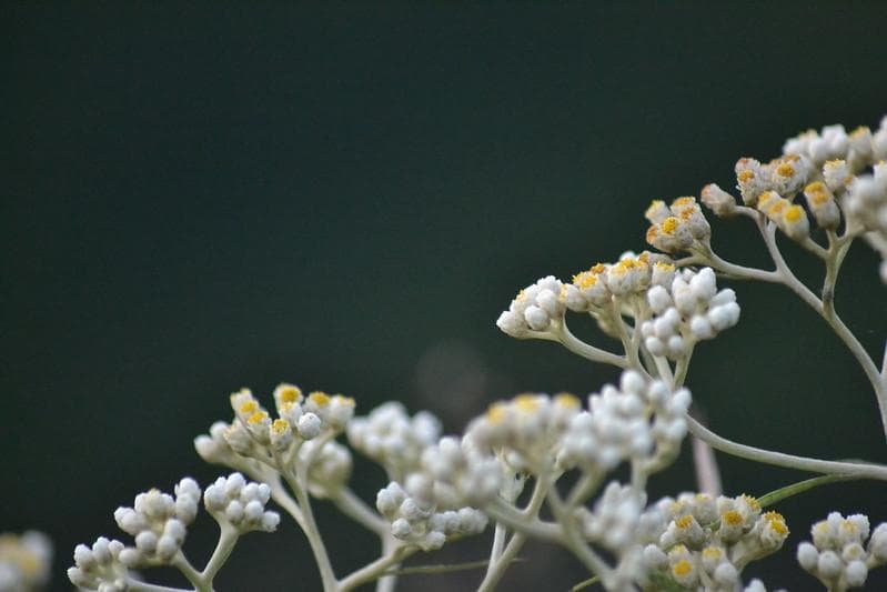 Bunga abadi di gunung-gunung, edelweis nggak boleh dipetik. Apa ya alasannya? (Flickr/

verrodewi)