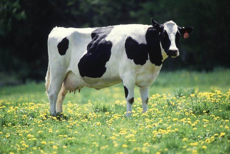 Sapi, hewan paling berbahaya di Inggris. Kasus kematian akibat sapi di sana cukup tinggi, lo. (Flickr/

Kabsik Park)