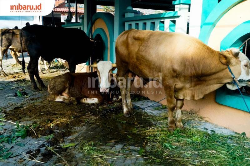 Di Indonesia, sapi sering dianggap sebagai hewan yang jinak dan mudah dikendalikan.&nbsp;(Inibaru.id/ Audrian F)
