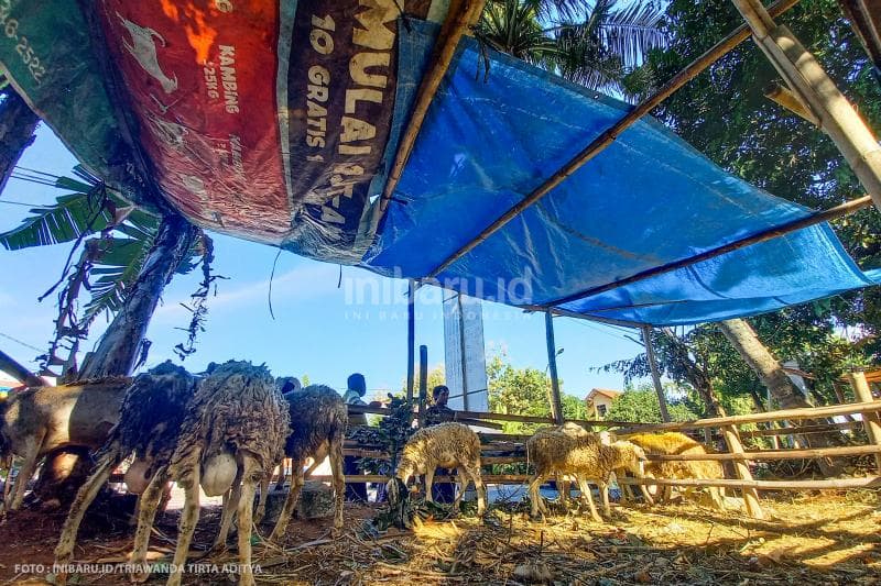 Hewan ternak diinapkan di bawah tenda seadanya.<br>