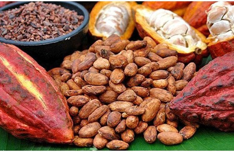 Kakao si bahan dasar pembuat cokelat yang menyimpan berbagai manfaat. (Via marewa45.co.id)