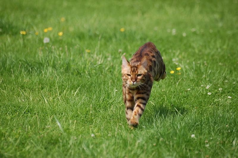 Kucing ras Bengal. (Flickr/

roberto shabs)