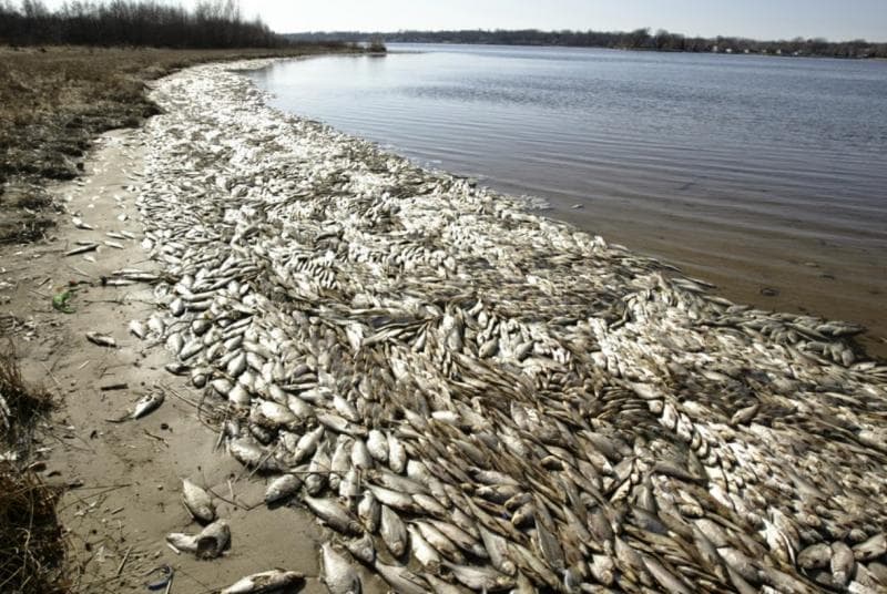 Kematian mahluk di zona mati Teluk Meksiko. (watchers.news/ARCGIS)