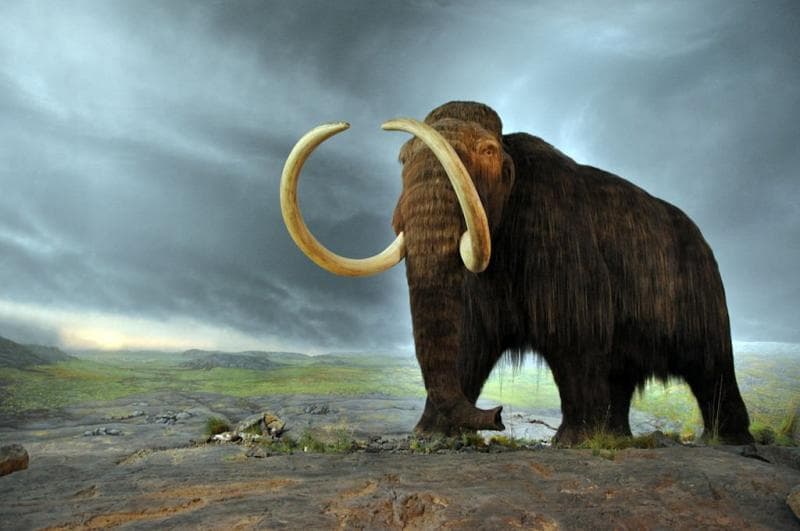 Mammoth, salah satu hewan punah yang akan dihidupkan kembali. (Lokadata.id)
