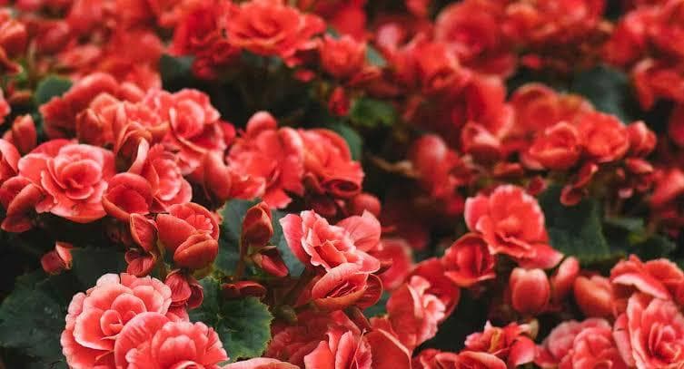 Warna Merah, Simbol Kemenangan Sekaligus Kegagalan