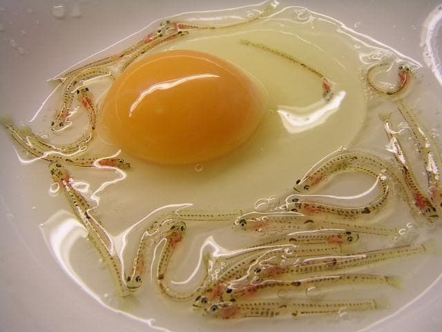 Kamu bisa mencampurkan ikan kecil ini ke dalam telur dan cuka. (via Kokujapan)