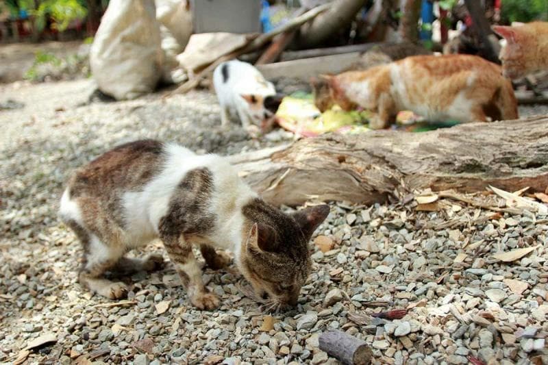 Sula di Maluku, Pulau Kucing di Indonesia