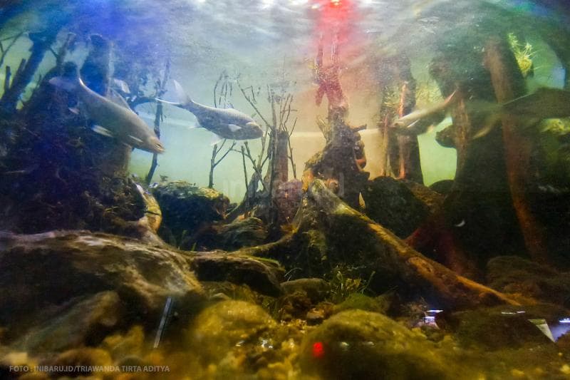 Ikan-ikan berenang dalam akuarium ciptaan Pakne Kenzho.