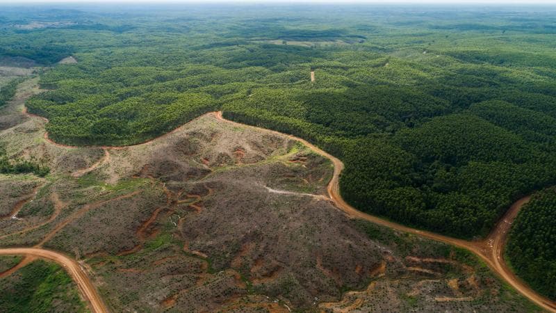 Kerusakan hutan di Indonesia sudah sangat parah. Kira-kira tinggal berapa ya sisanya? (programsetapak.org)