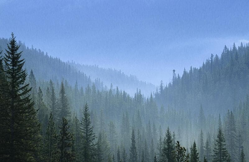 Hutan di Rusia, banyak yang masih alami dan nggak terjamah manusia. (Greelane/Unplash)