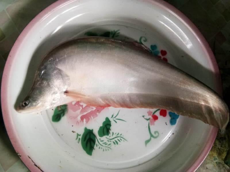 Ikan belida dilarang ditangkap, dijual, apalagi diekspor. (riau.go.id)
