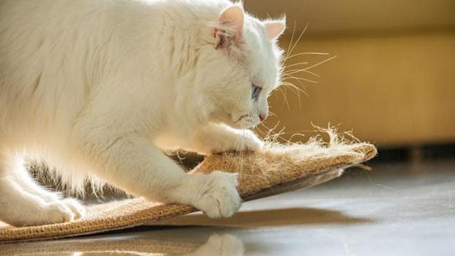 Kucing suka menggaruk karpet dan sofa. (Shutterstock via Yahoo)
