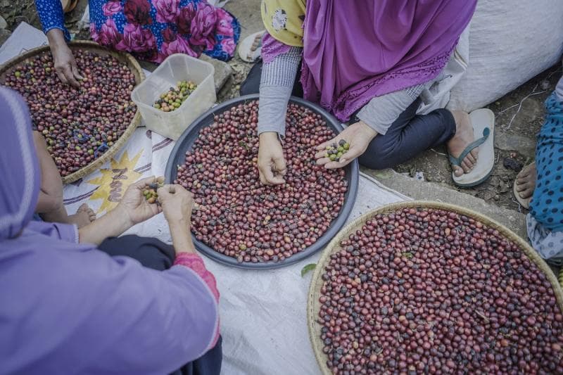 Penyortiran buah kopi petik merah oleh masyarakat Temanggung.&nbsp;(Kopen.id/Agus Budi Sulistyo)