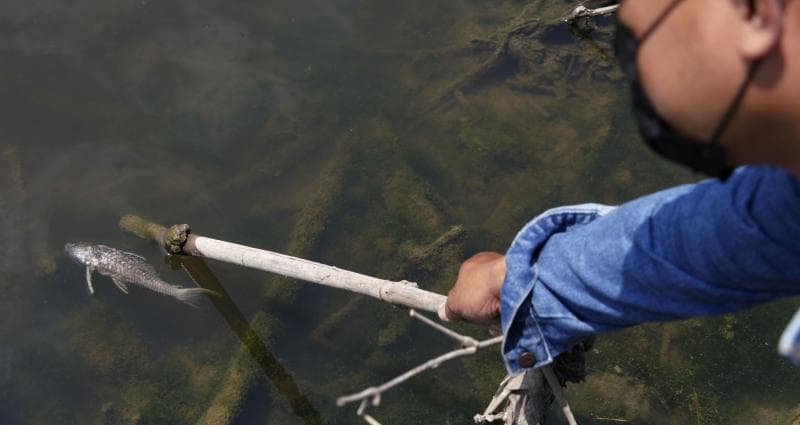 Tatkala Ikan di Bengawan Solo Teler karena Sungai Dicemari Limbah Ciu