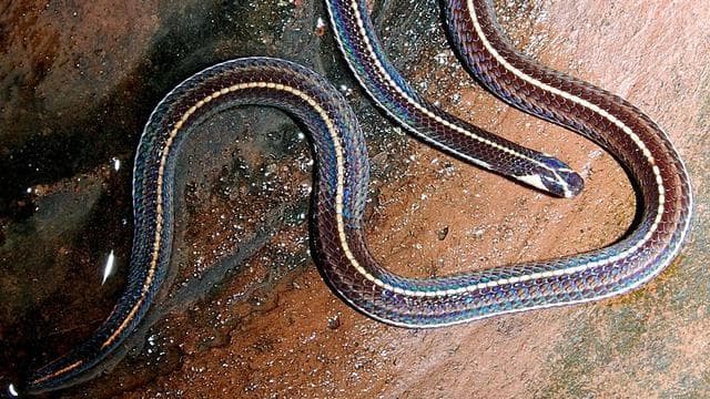 Bisa ular cabe sangat berbahaya. (Wikimedia common via Liputan6)