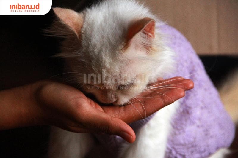 Kalau kucing menjilat tanganmu, maka jadi tanda kamu dianggap keluarganya. (Inibaru.id/ Triawanda Tirta Aditya)