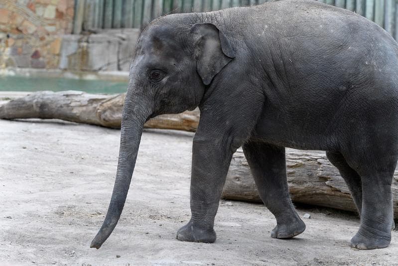 Tahu gading jadi alasan mereka diburu manusia, kini banyak anak gajah terlahir tanpa gading. (Flickr/

Eric Kilby)