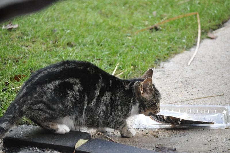 Kucing suka makan ikan. (Flickr/

Maret Hosemann)