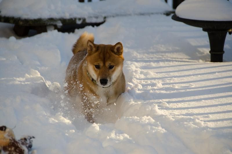 Shiba Inu, anjing khas Jepang yang kini jadi salah satu mata uang kripto. (Flickr/

likeaduck)