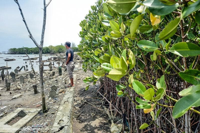 Ada budi daya mangrove di sekitar makam supaya nggak memperburuk keadaan.