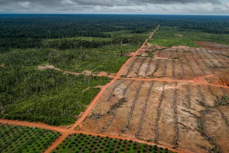 Kritik Jokowi soal Deforestasi, Greenpeace Dilaporkan ke Polisi