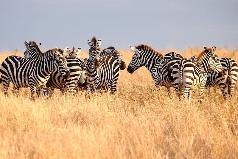 Corak strip hitam putih kulit zebra, sebenarnya apa ya warna dasarnya? (Flickr/

Susan Jane Golding)