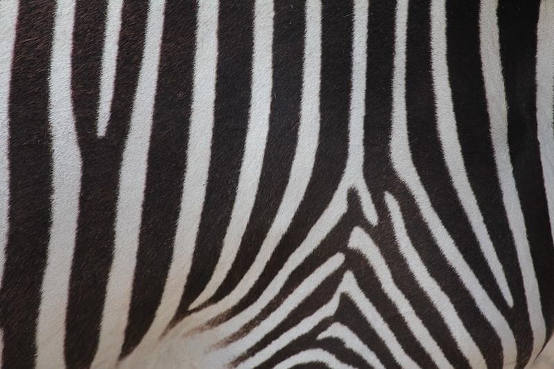 Strip hitam putih kulit zebra nggak membuat mereka bisa berkamuflase menghindari hewan pemburu, namun punya fungsi lain. (Flickr/

Andrew Lorien)