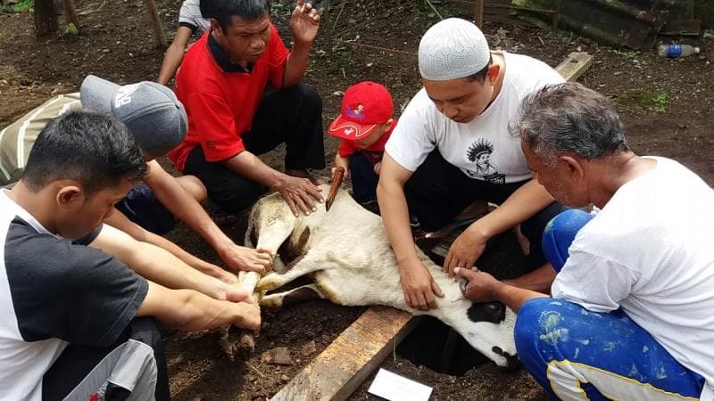 Menyembelih kambing adalah bagian dari tradisi akikah, akulturasi budaya Jawa dengan Islam. (Reggaetom)