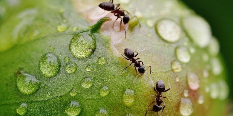 Baking soda dapat mengusir semut pada tanaman. (Pixabay/Alexas_Fotos via Kompas)