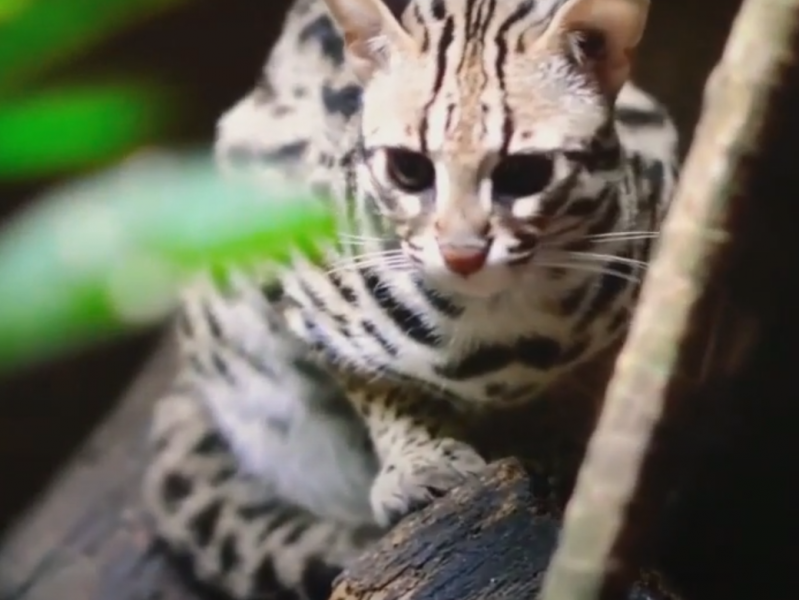 Macan akar atau kucing hutan memiliki ciri fisik yang mirip kucing piaraan. (Ruparupa)