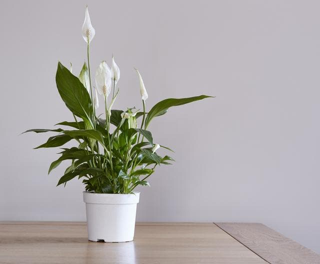 Peace lili. (Shutterstock via Kumparan)