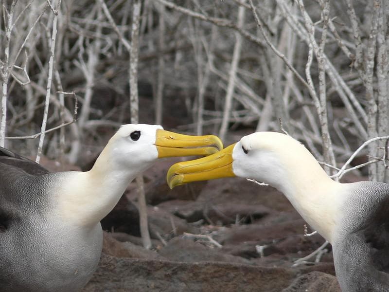 Banyak pasangan albatross bercerai gara-gara perubahan iklim. (Flickr/

Ed Dunens)