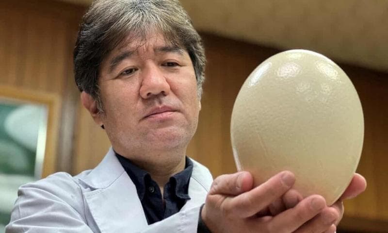Yasuhiro Tsukamoto memegang telur burung unta. (Hamshahrionline/Reuters/ Kyoto Prefectural University)