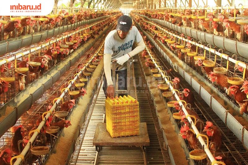 Harga pakan ayam yang naik dan permintaan pasar melonjak di masa Nataru dituding membuat harga telur naik. (Inibaru.id/Triawanda Tirta Aditya)