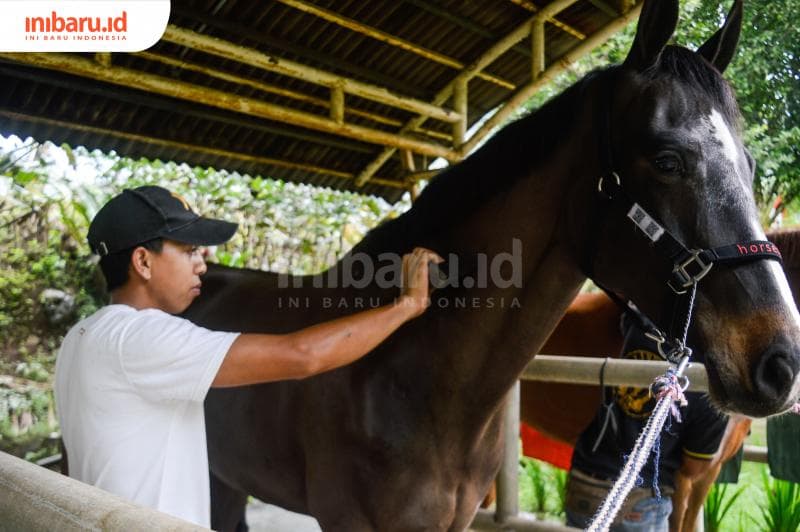 Salah seorang karyawan Santosa Stable sedang melakukan grooming pada kuda yang akan digunakan untuk letihan berkuda. (Inibaru.id/ Kharisma Ghana Tawakal)