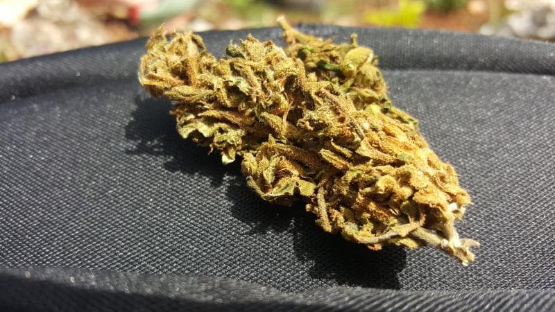 Ganja masih dianggap narkoba oleh BNN.&nbsp;(Flickr/ Cannabis Pictures)