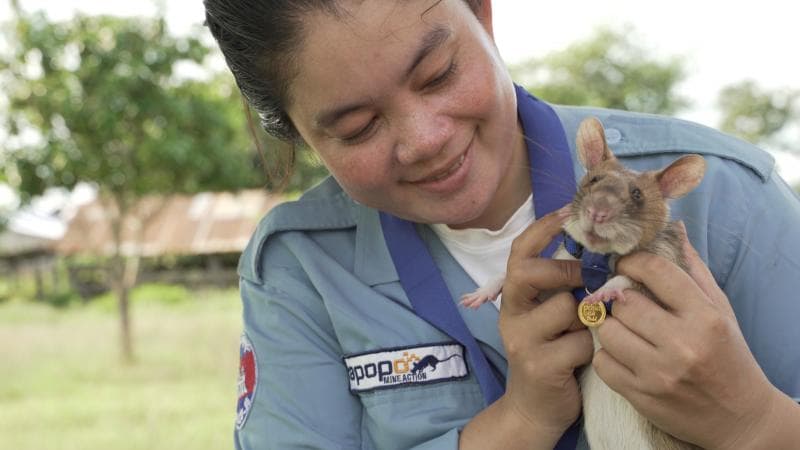 Magawa, tikus yang mampu mendeteksi ranjau darat di Kamboja. ( PDSA UK / via REUTERS)