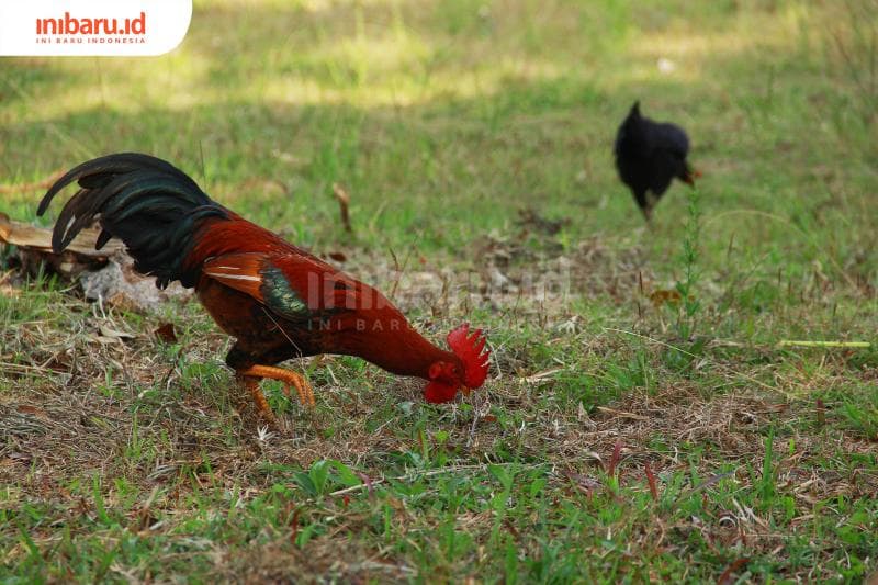 Ayam dikenal sebagai hewan yang pandai mencari makan. (Inibaru.id/ Triawanda Tirta Aditya)
