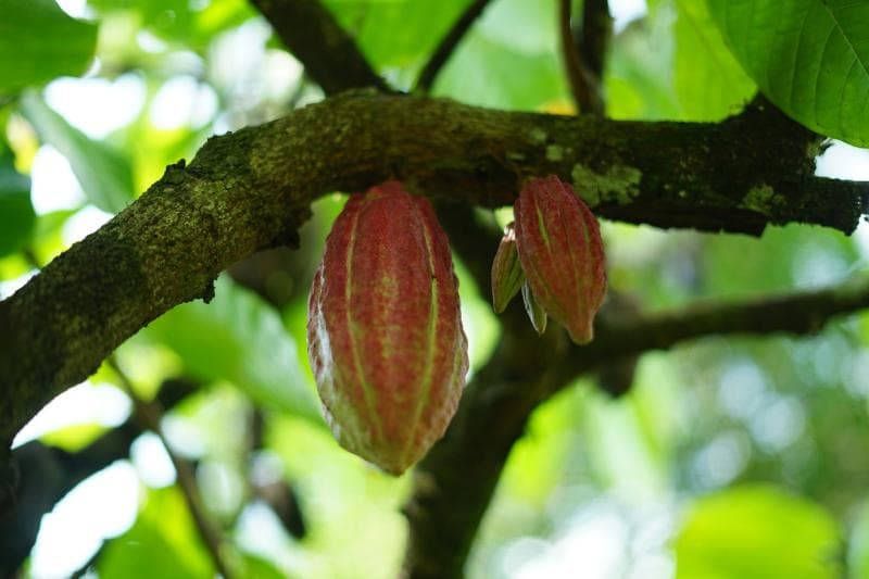Kakao dapat membantu menjaga bentuk tubuh. (Sahabat Petani)
