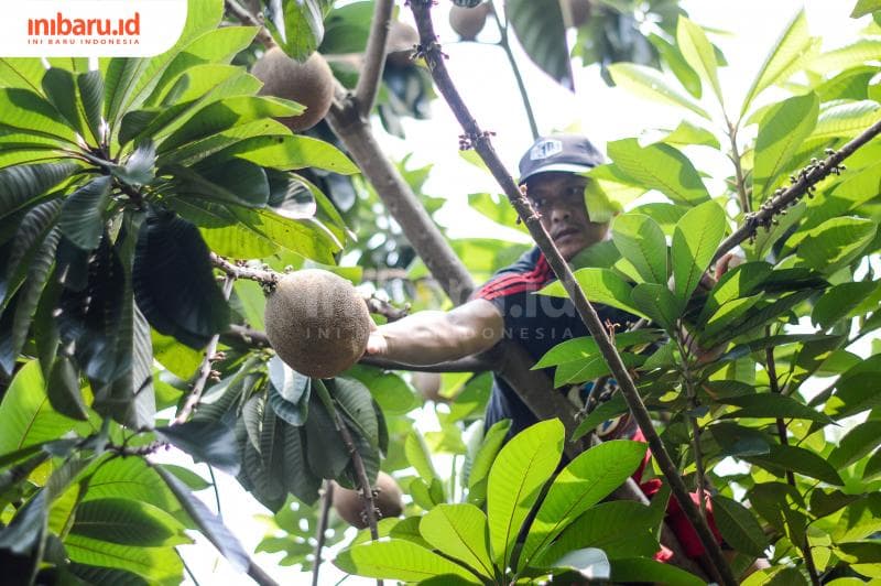 Nanad tengah memanen mamey sapote di kebunnya yang berlokasi di wilayah Kecamatan Gunungpati, Kota Semarang. (Inibaru.id/ Kharisma Ghana Tawakal)