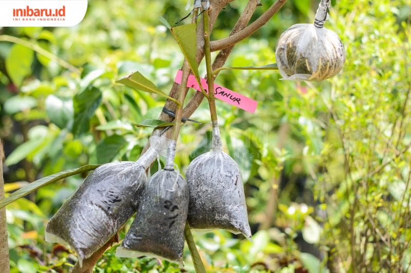 Salah satu cara memperbanyak tanaman mamey sapote dengan teknik okulasi.&nbsp;(Inibaru.id/ Kharisma Ghana Tawakal)