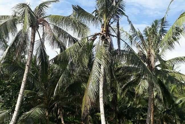 Ilustrasi: Mitos pohon dimakan gerhana, padahal, pohon kelapa ini dimakan hama kumbang badak. (sumeks.co)