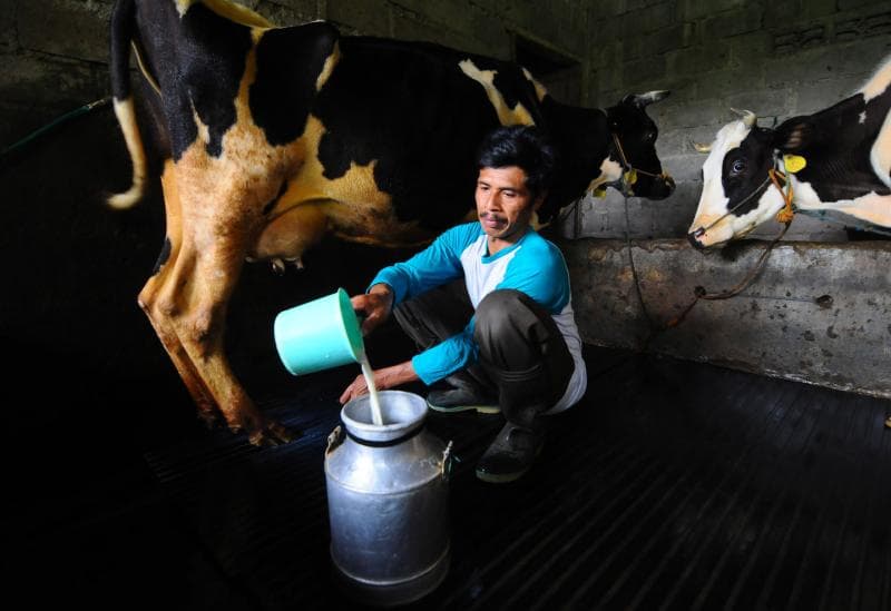 Produksi susu sapi di Boyolali masih tinggi dan bahkan cenderung meningkat. (Lokadata/Antara/Aloysius Jarot Nugroho)