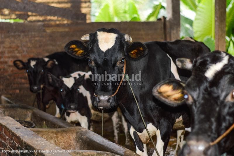 Sapi-sapi betina penghasil susu sapi di&nbsp;Kelompok Tani Ternak Rejeki Lumintu.
